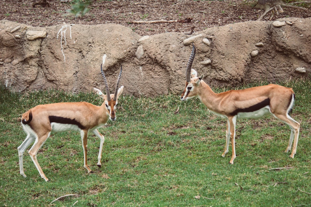 two gazelle standing next to each other on a lush green field