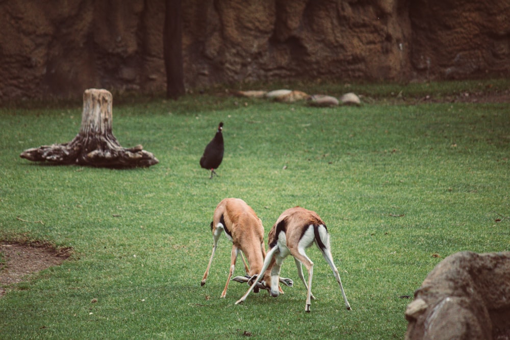 a couple of deer standing on top of a lush green field