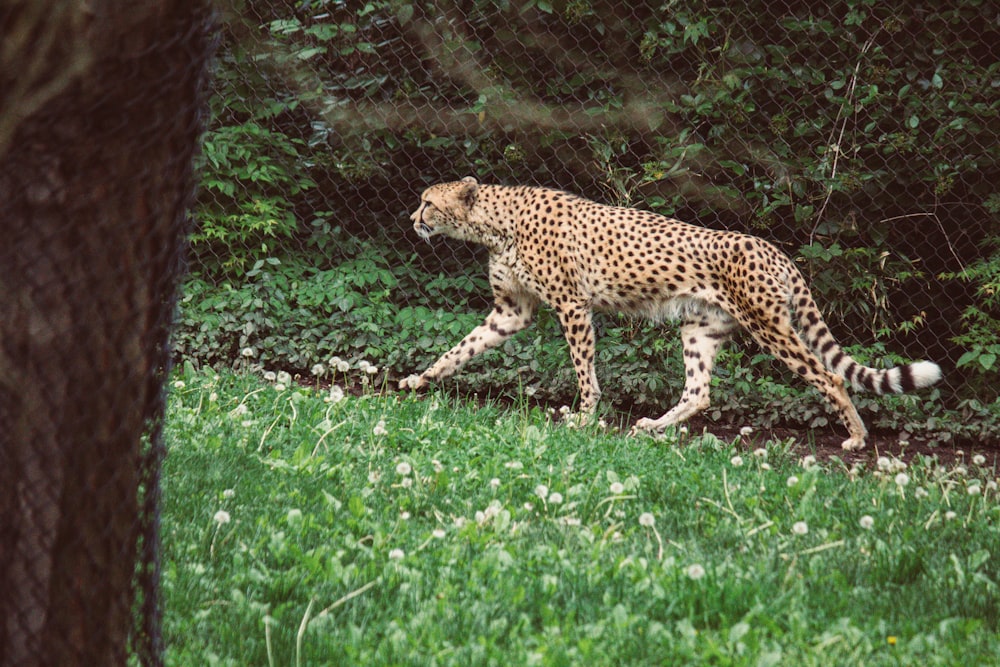 a cheetah walking in the grass near a tree