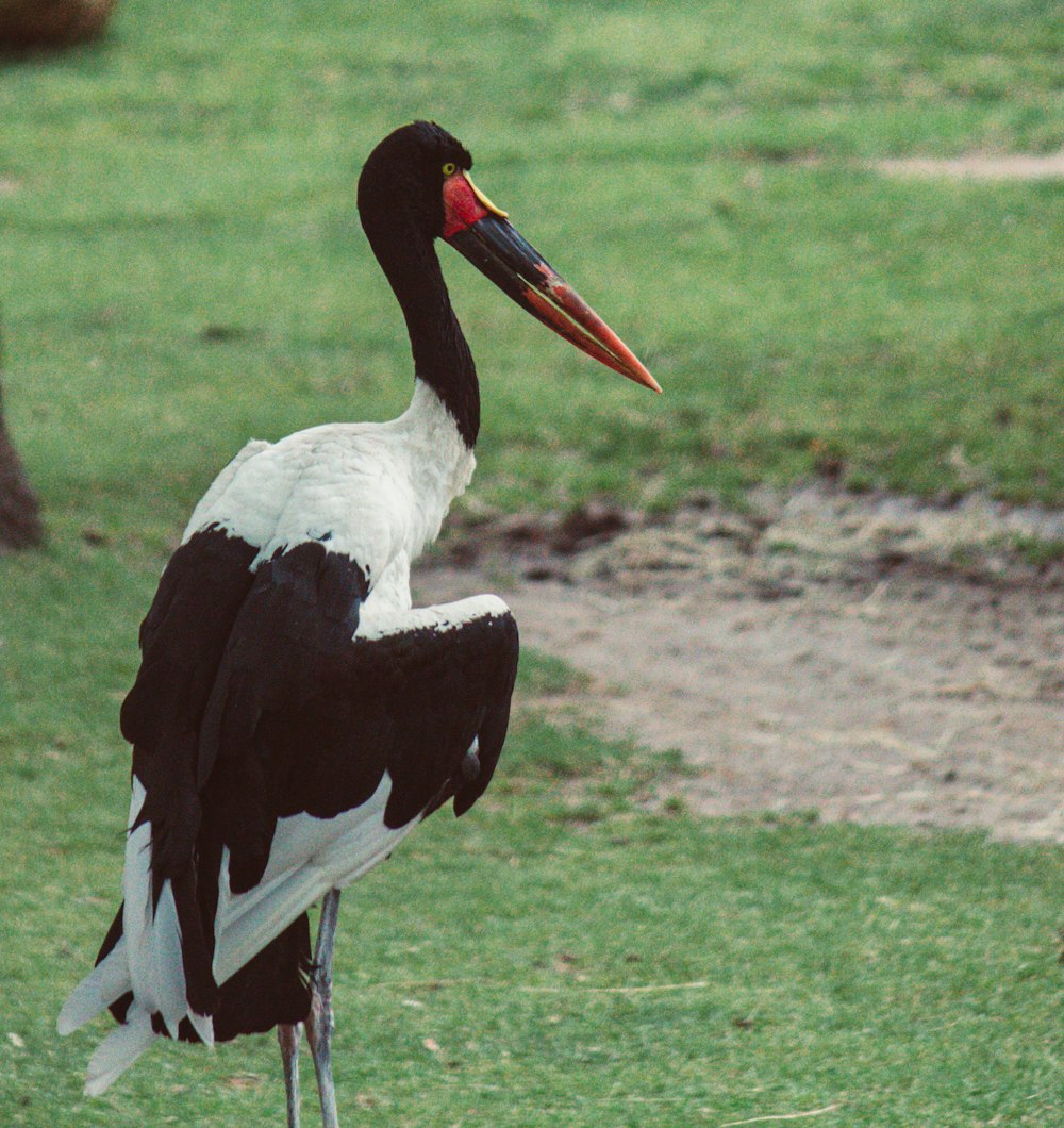 a black and white bird with a long beak