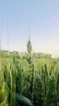 A close-up of green wheat crops under a bright sky in Hanumangarh fields.