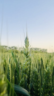 A close-up of green wheat crops under a bright sky in Hanumangarh fields.