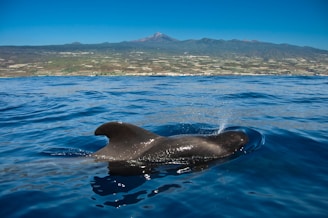 a dolphin swimming in the ocean on Tenerife with a Teide mountain in the background