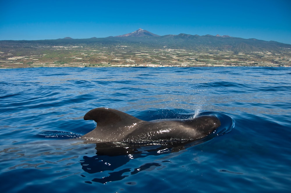 a dolphin swimming in the ocean with a mountain in the background
