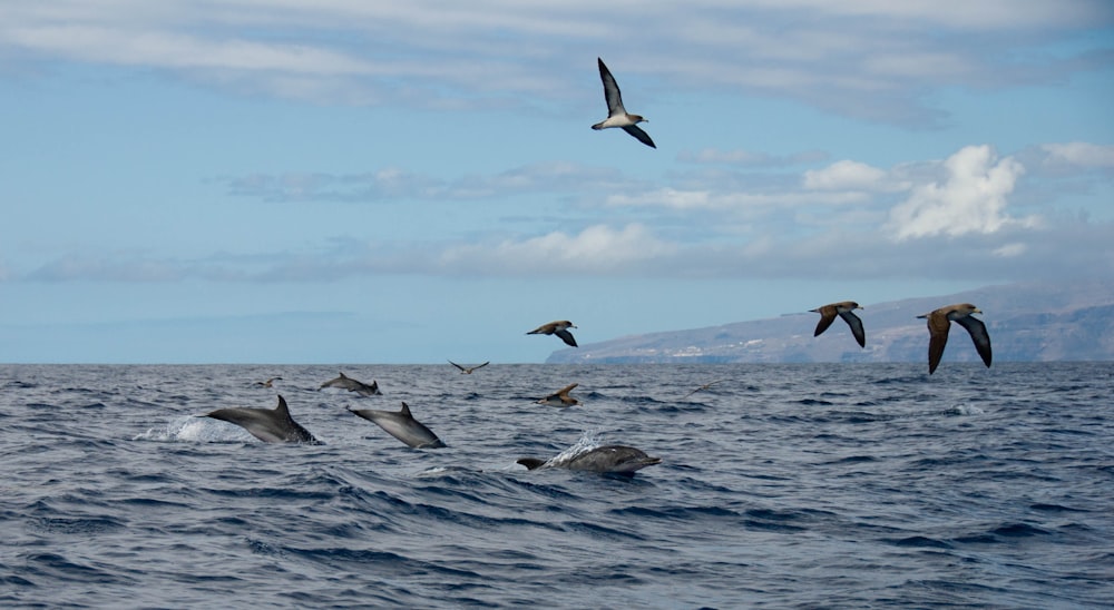 a flock of birds flying over the ocean