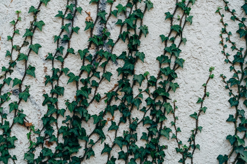 eine Wand, die mit Weinreben bedeckt ist und darauf wächst