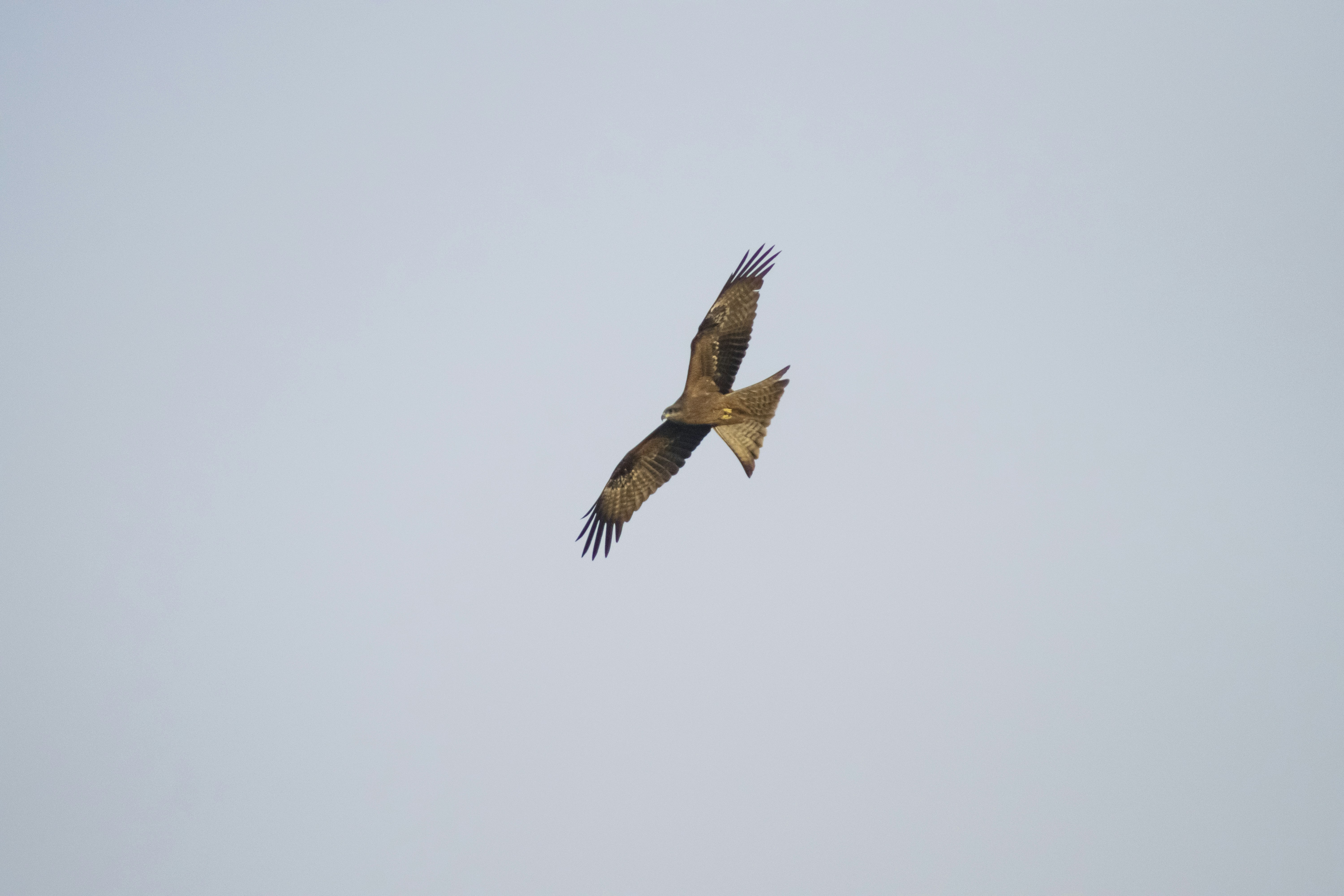 Un grand oiseau volant dans un ciel gris