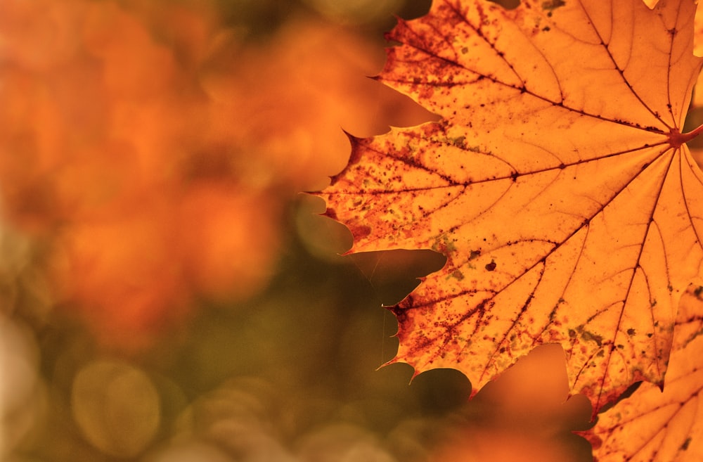 a close up of a leaf with a blurry background