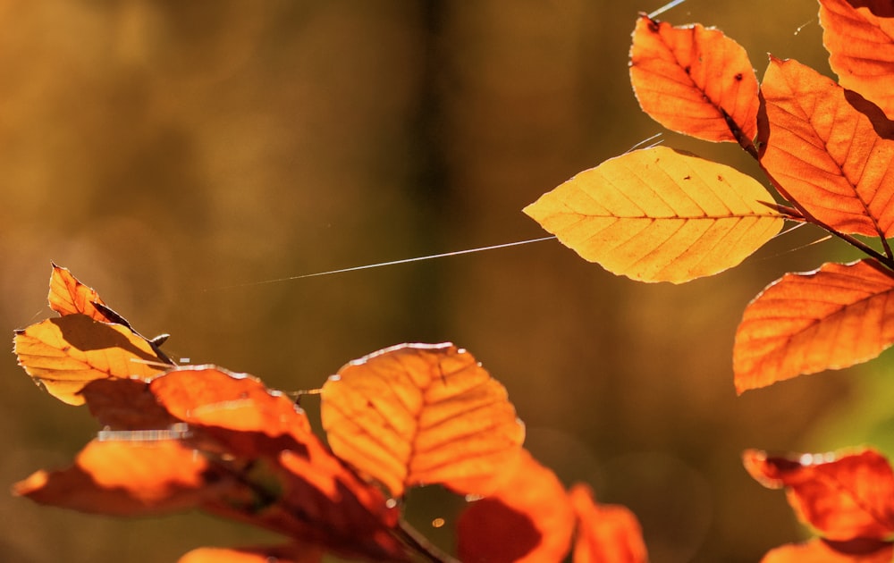 a branch of a tree with orange leaves