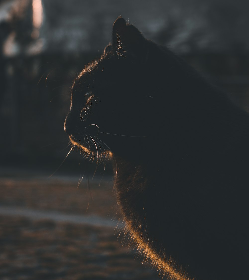 a close up of a black cat with its mouth open