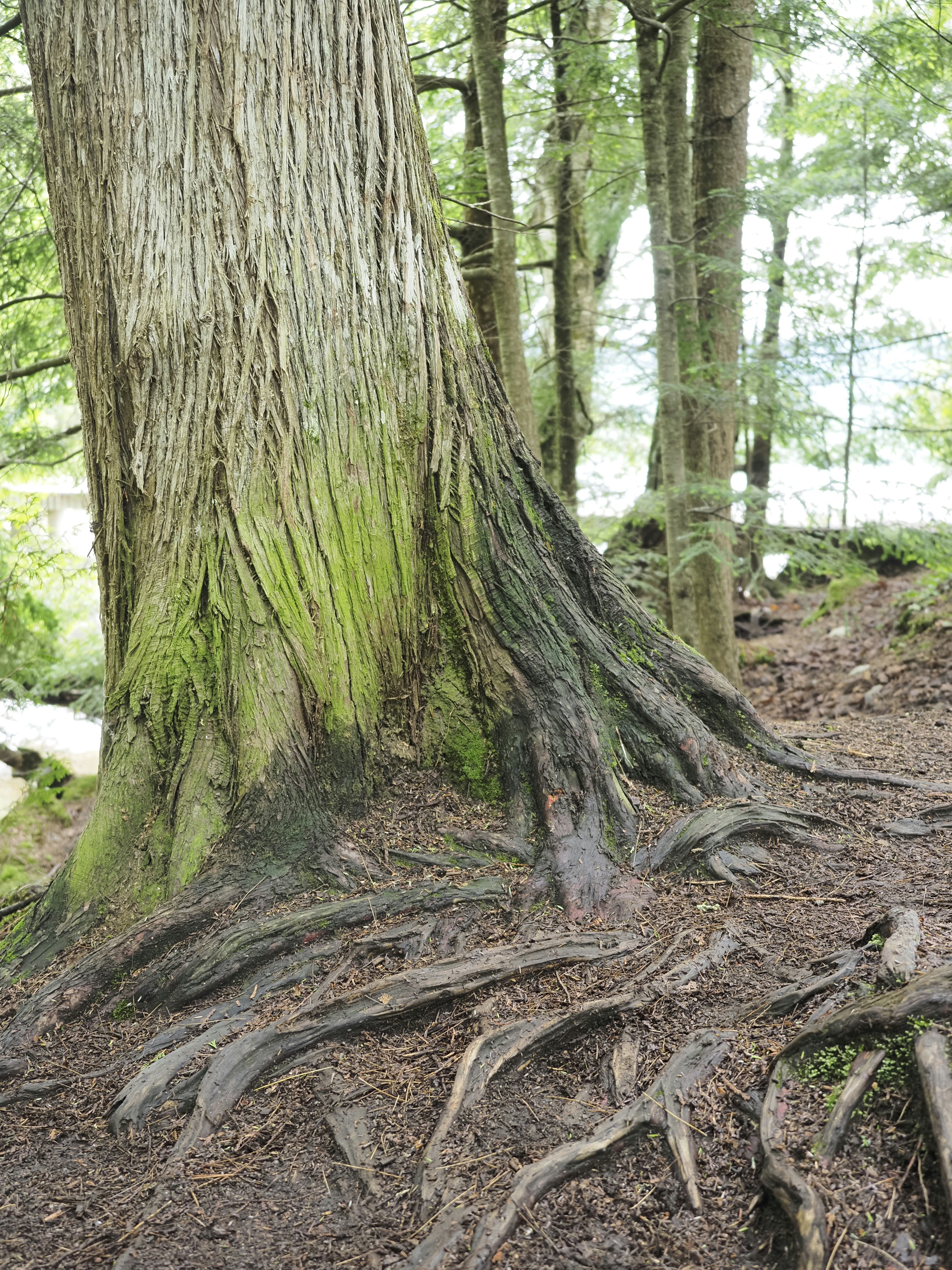 A large tree with many roots in a forest photo – Free Tree Image on ...