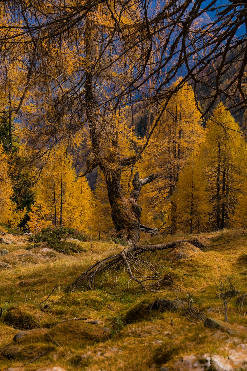 a tree that is standing in the grass