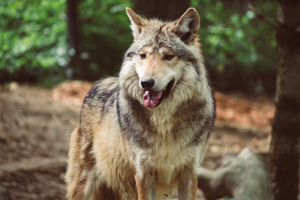 a wolf standing in the woods with its mouth open