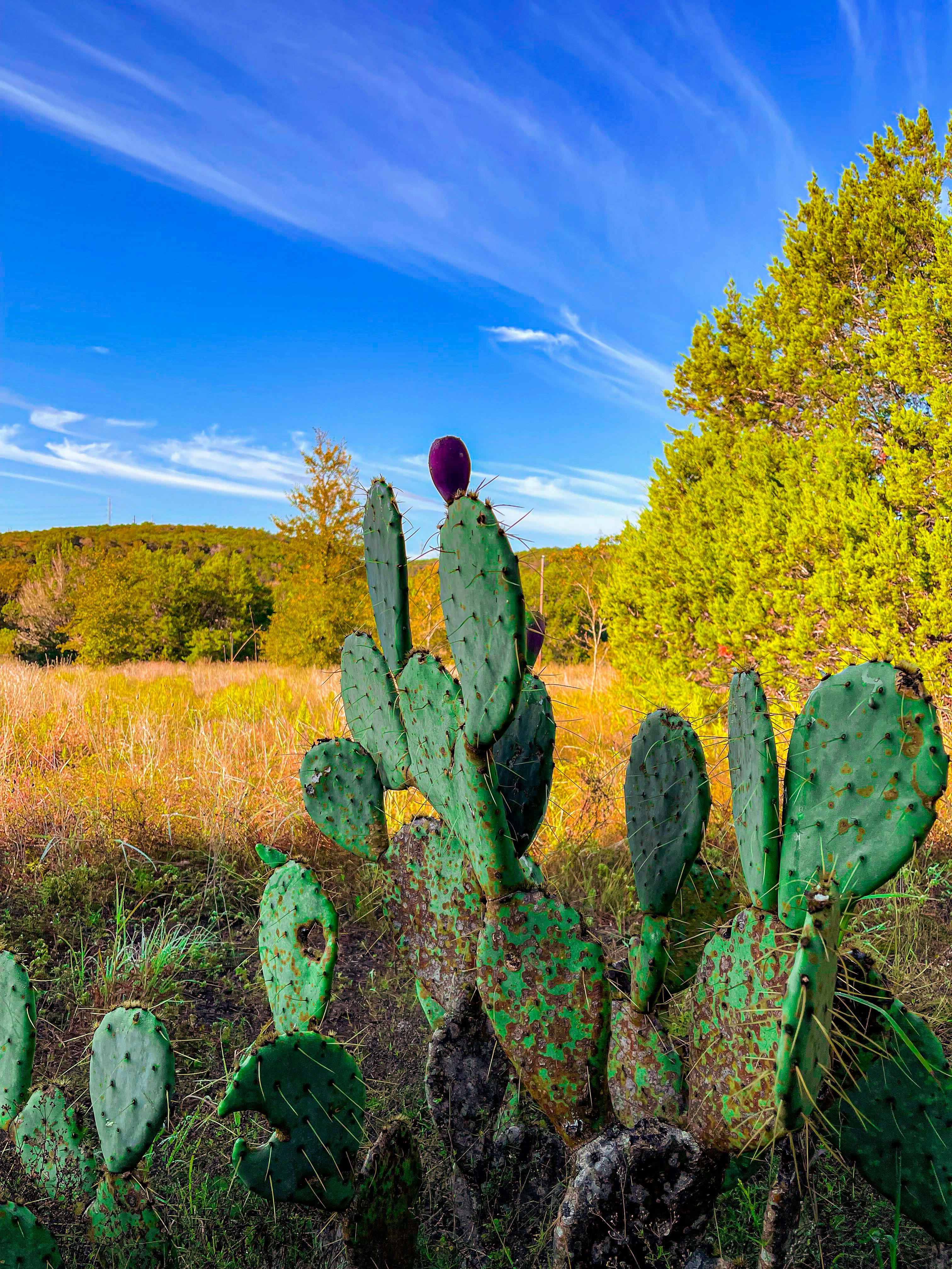 A stunning prickly pear cactus pad displaying intricate patterns and vibrant colors, a true masterpiece of nature