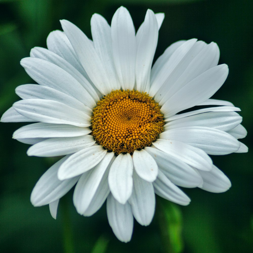 a close up of a white flower with a yellow center