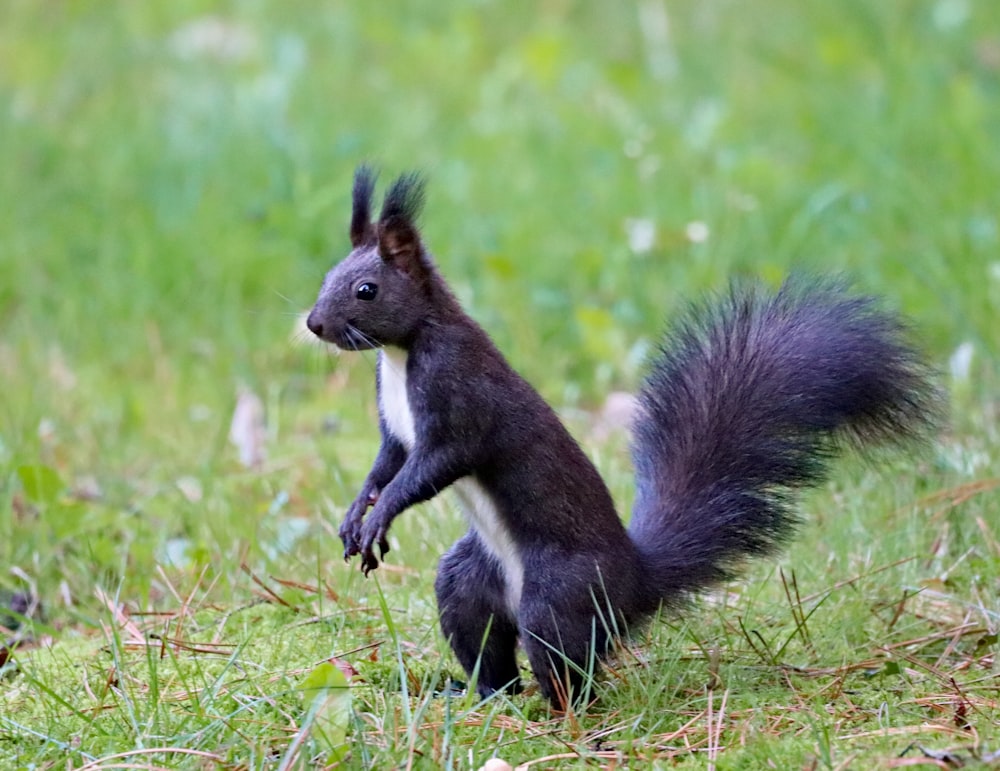 a squirrel is standing on its hind legs