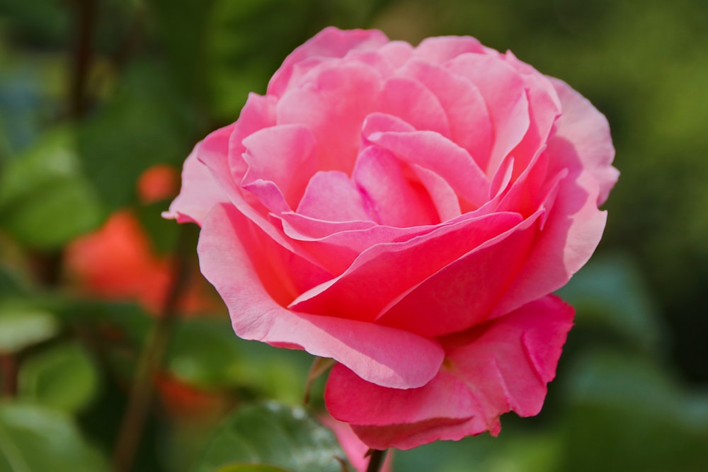 a pink rose is blooming in a garden