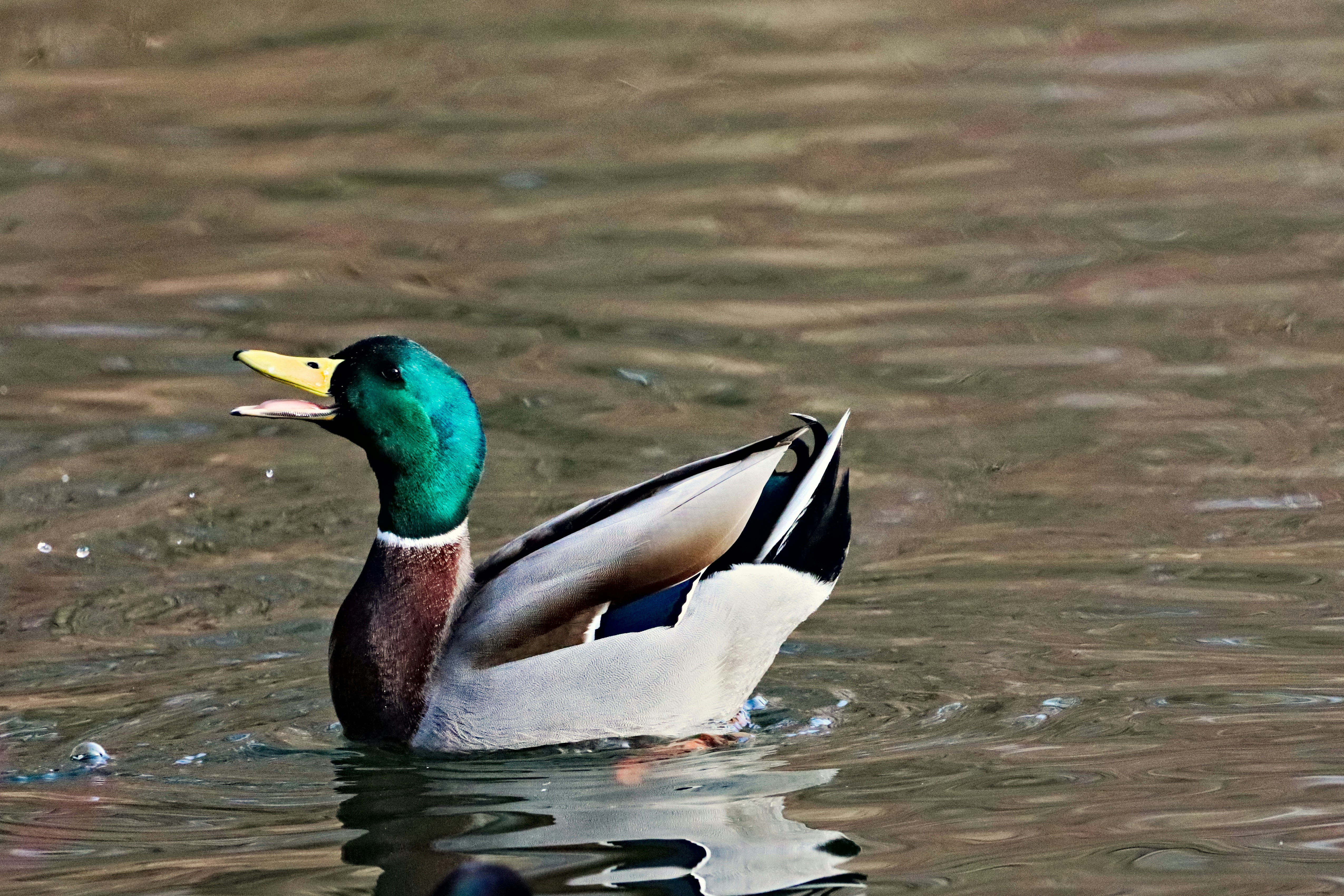Photo by veverkolog
