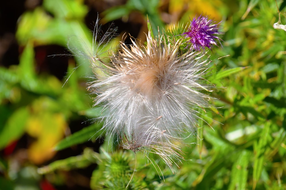 a close up of a plant with a purple flower