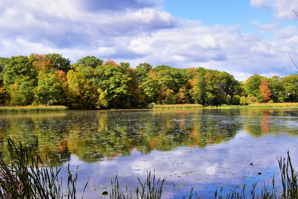 a body of water surrounded by lots of trees