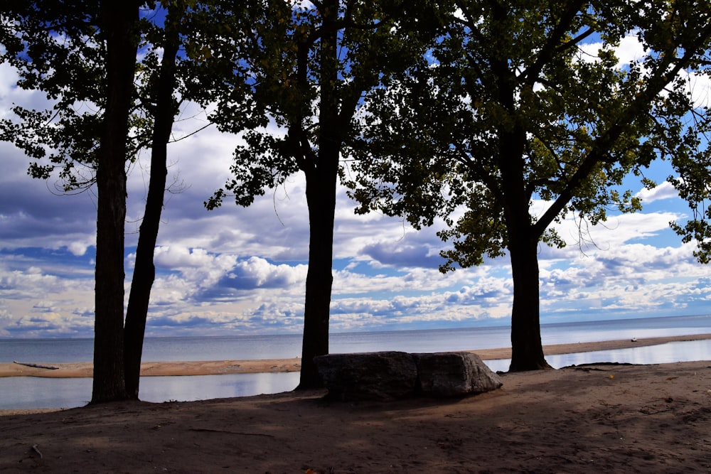 a couple of trees sitting next to a body of water