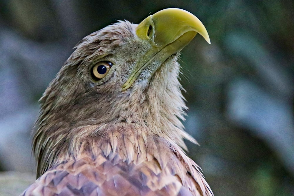 a close up of a bird with a yellow beak