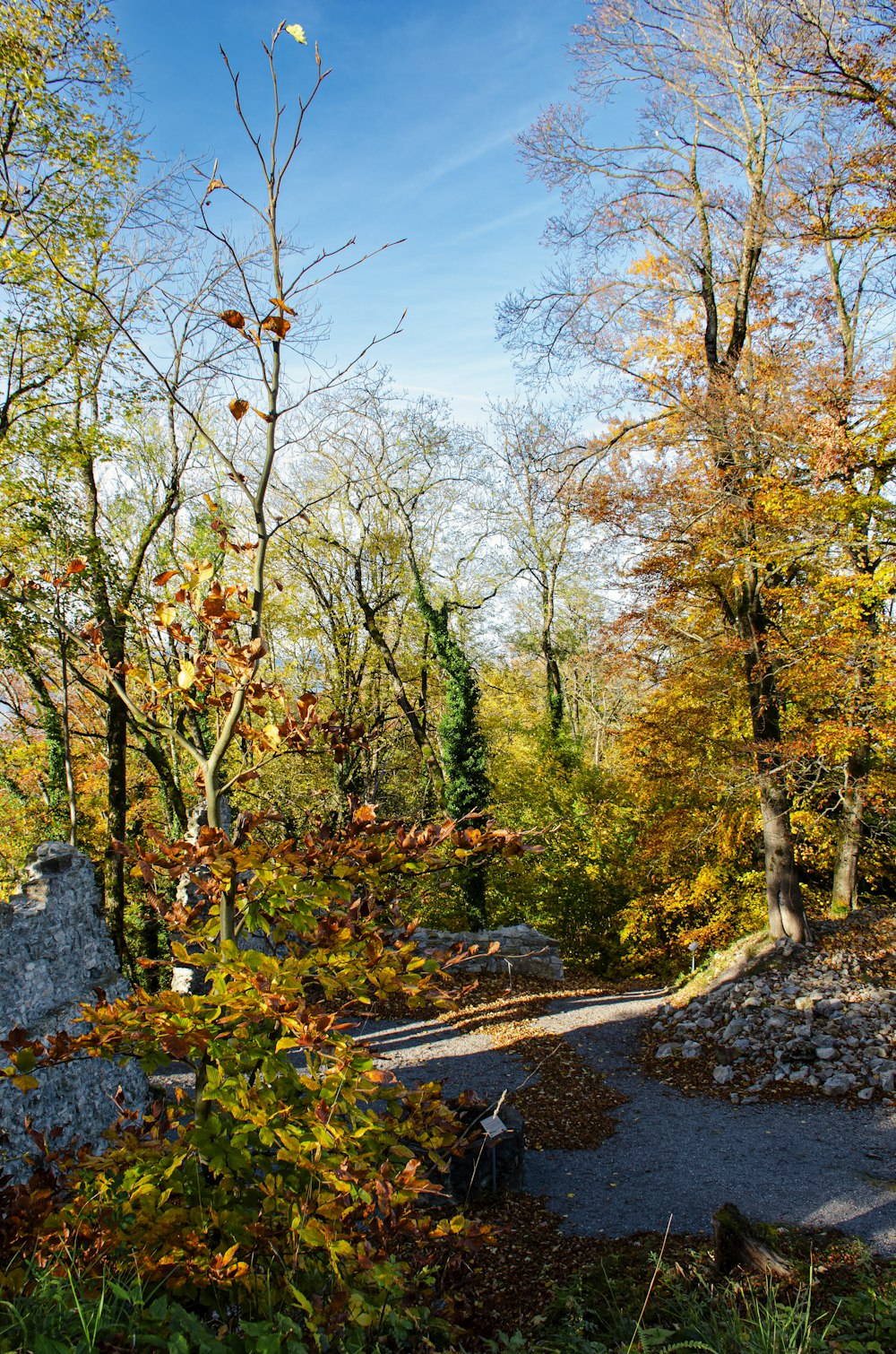 a path through a forest with lots of trees