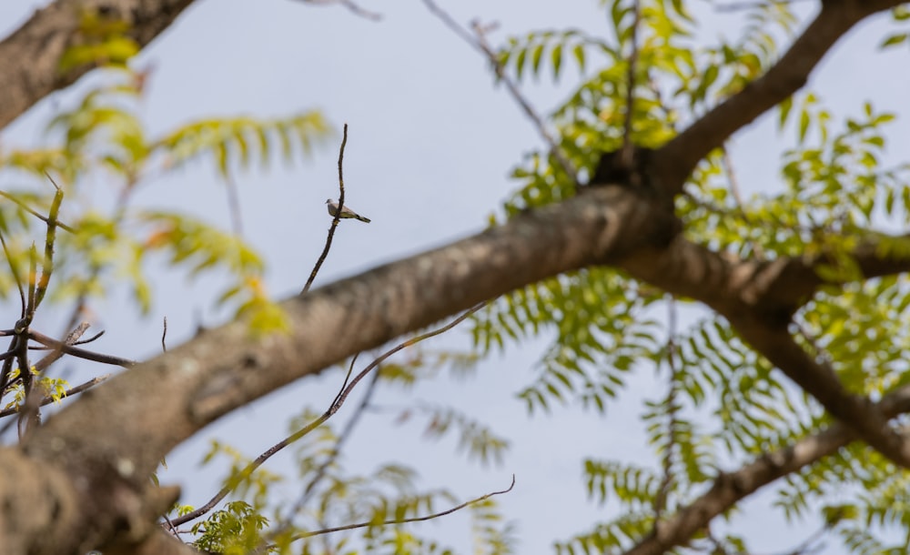 a bird perched on a branch of a tree