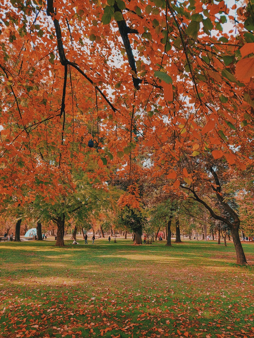 a park filled with lots of trees covered in leaves