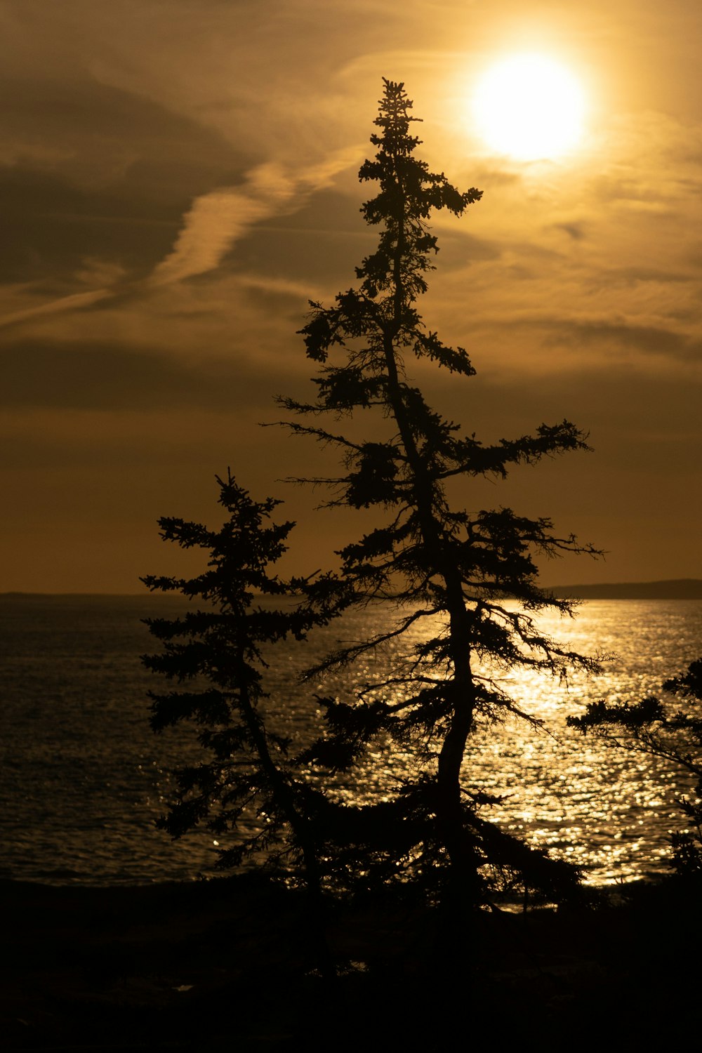 the sun is setting over the ocean with a tree in the foreground