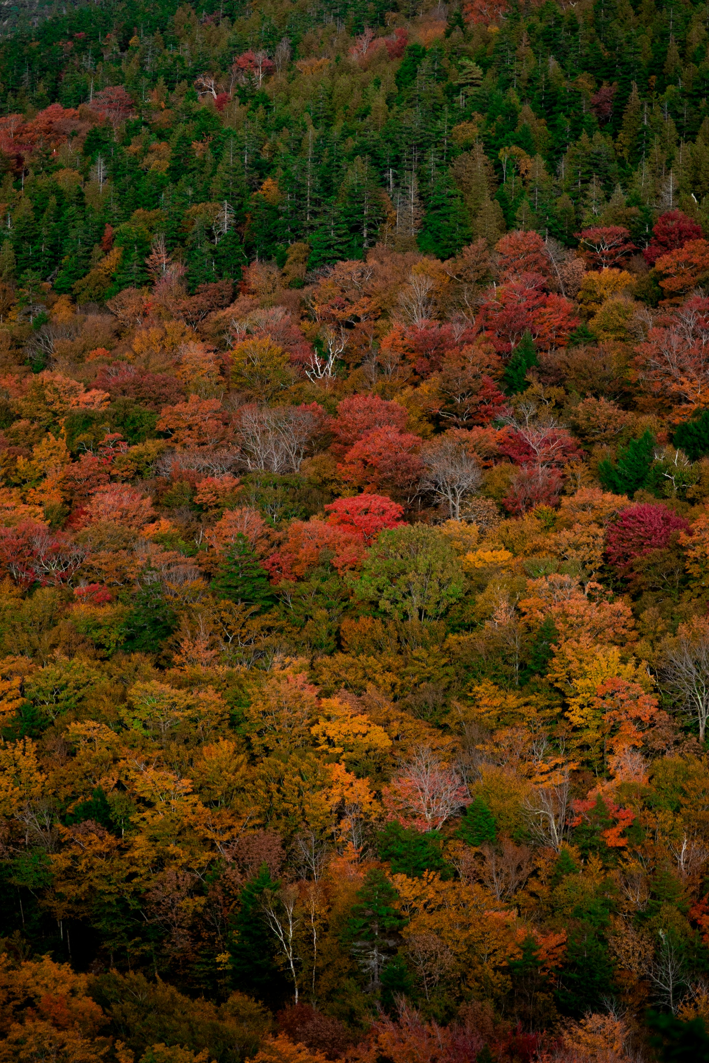 Totoro Forest Sayama Hills