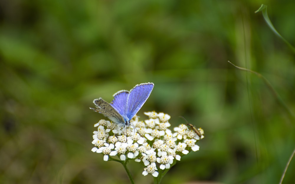 a blue butterfly sitting on a white flower
