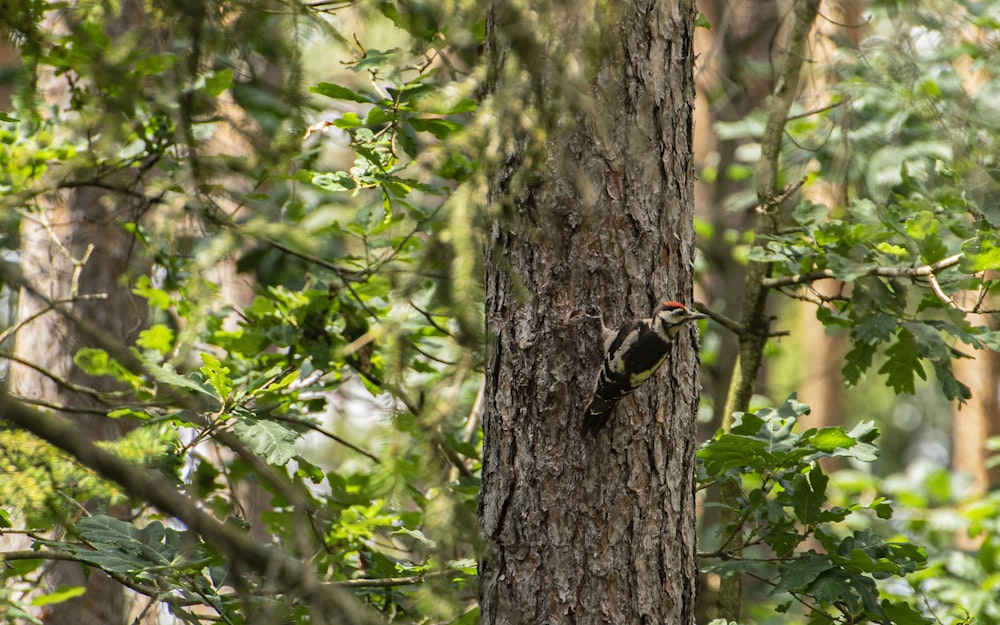 a bird is perched on a tree in the woods