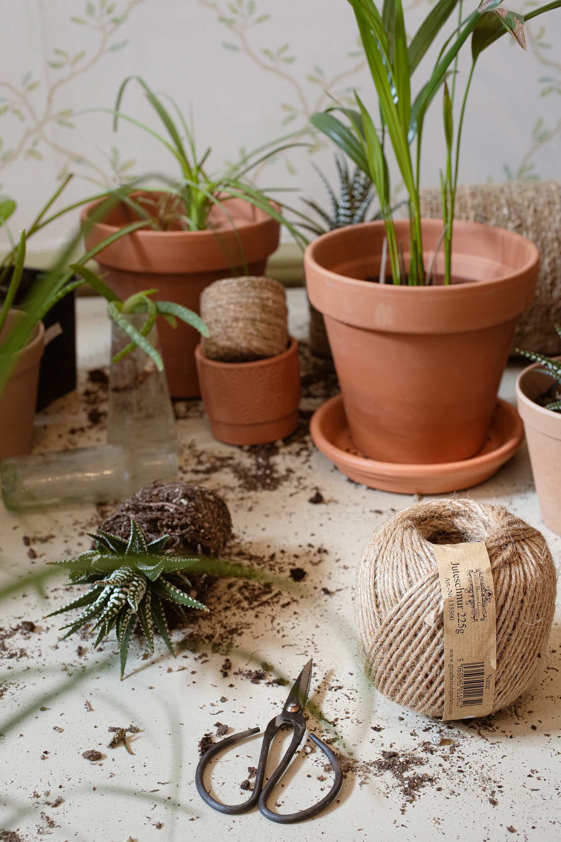 A repotting table scattered with potting mix: terracotta pots and saucers, a bare root ball, a ball of twine and a pair of black snips