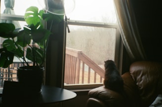 A cozy indoor scene with a friendobox resting on a windowsill beside a contented cat