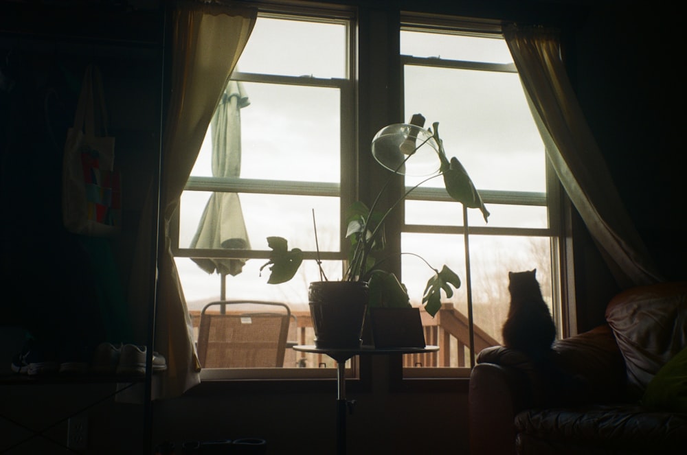 a cat sitting on a couch in front of a window