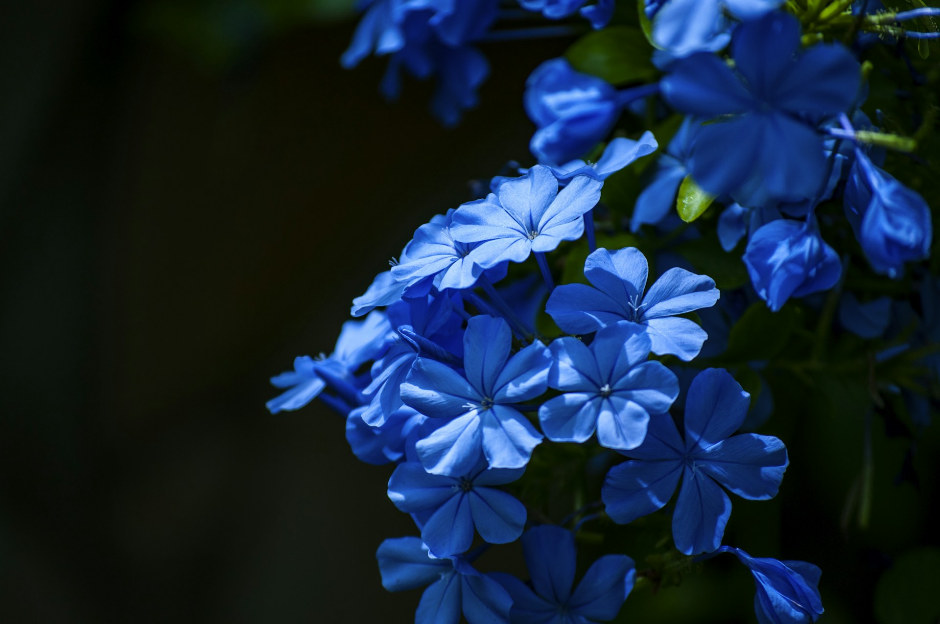 a bunch of blue flowers with green leaves