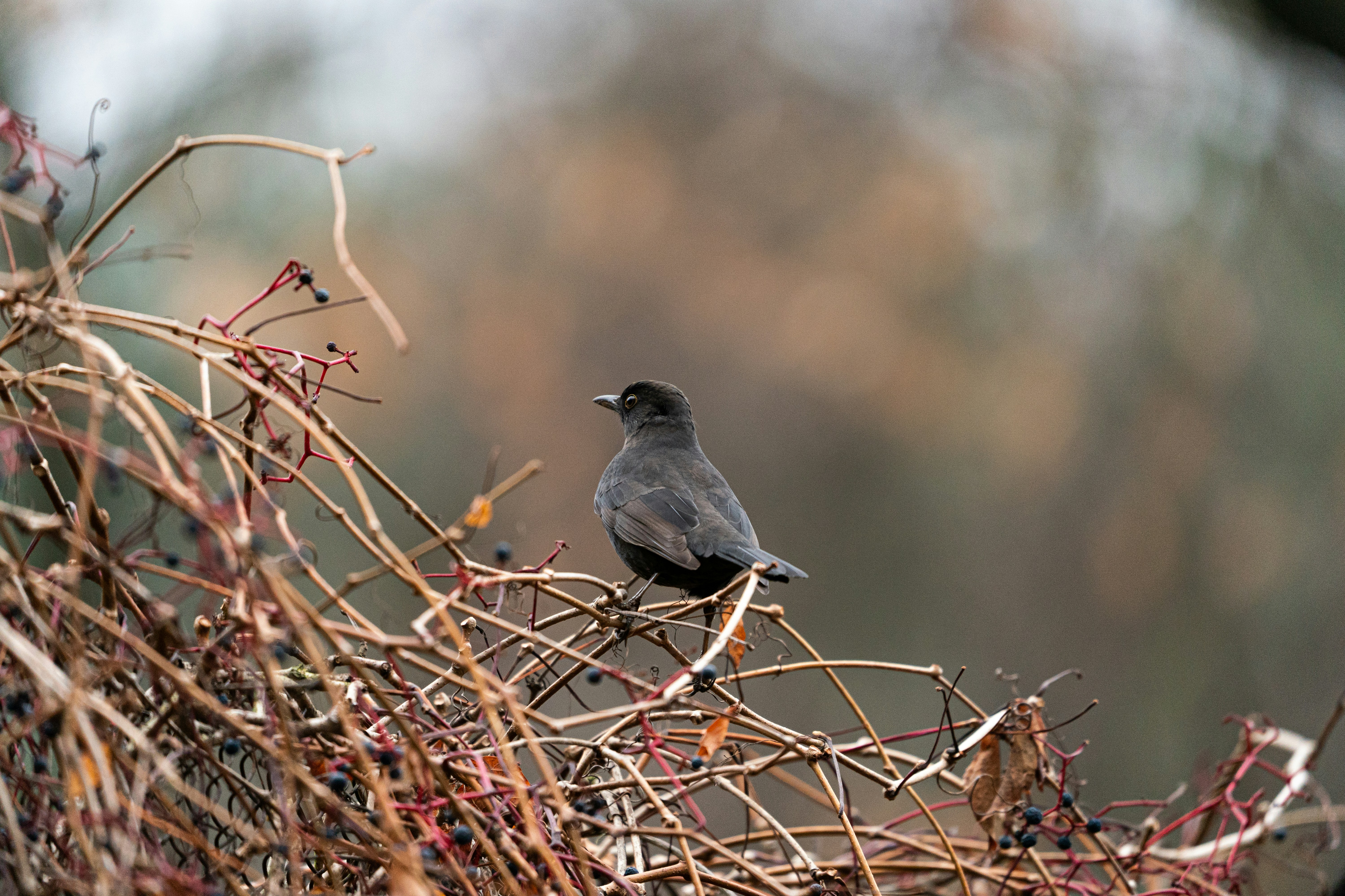 Photo by vmelnyk