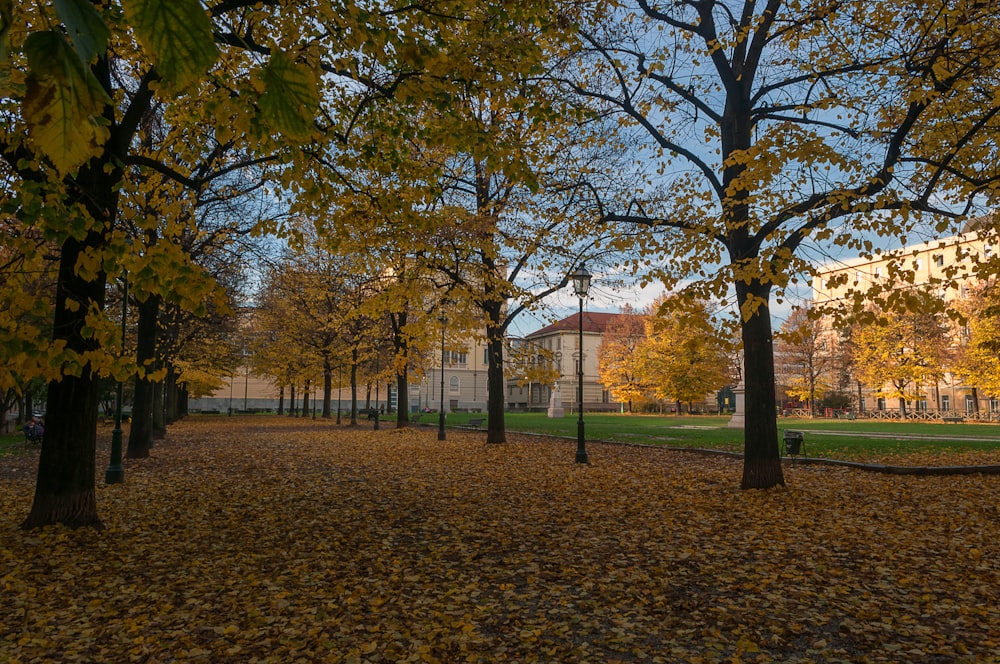 a row of trees in a park with leaves on the ground