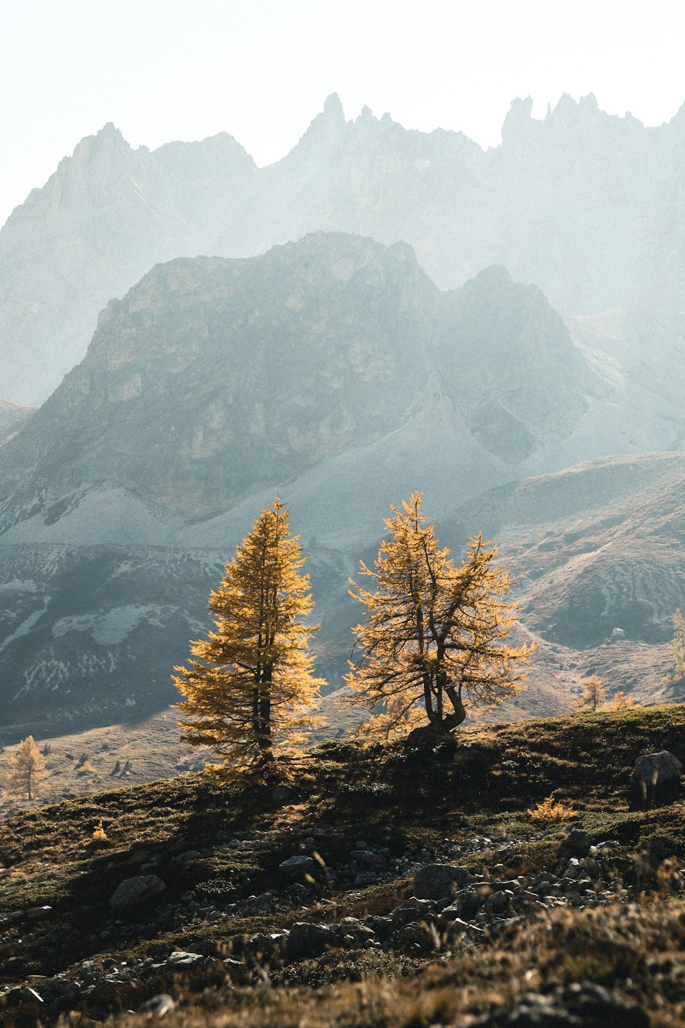 a couple of trees that are standing in the grass