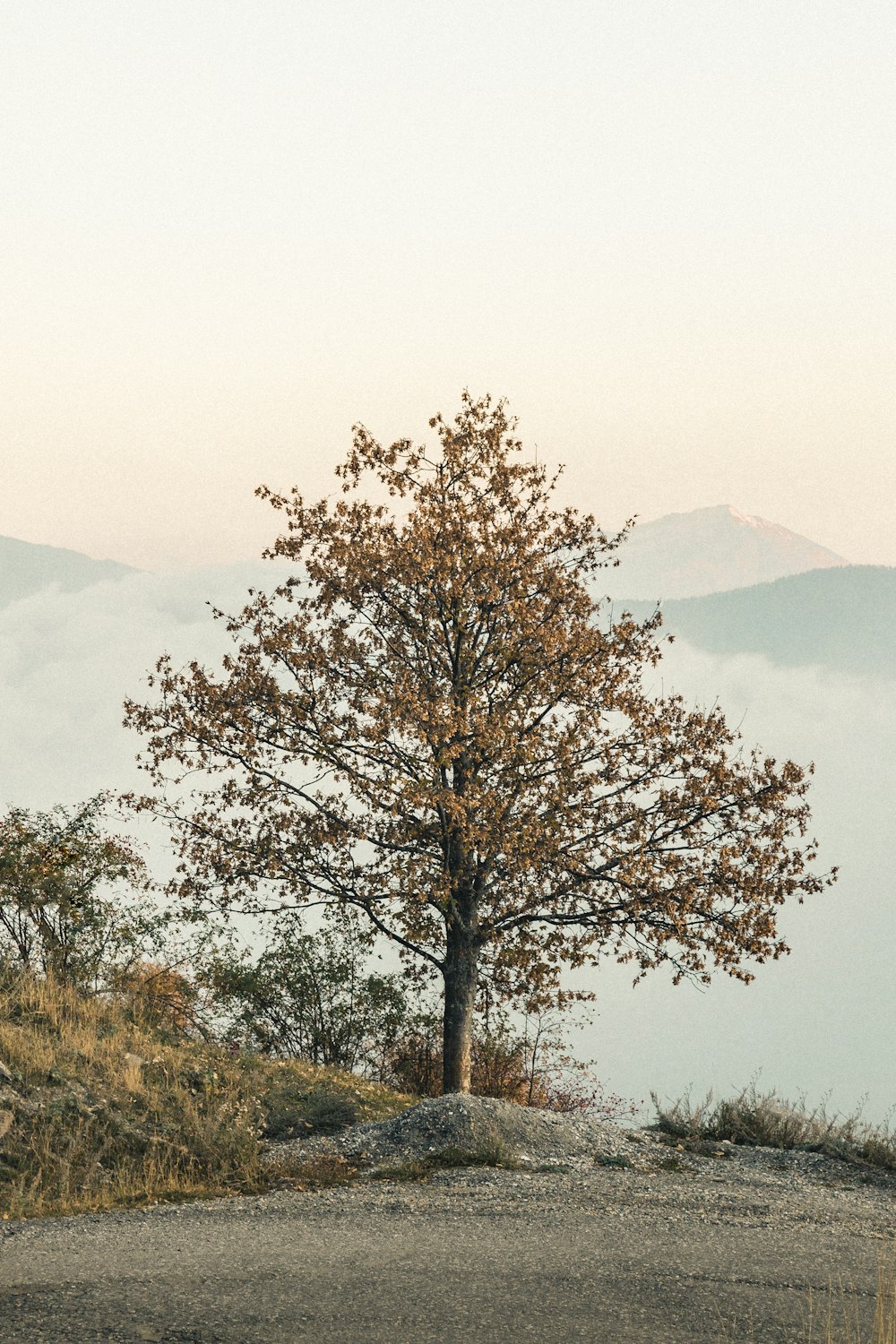 a lone tree on top of a hill