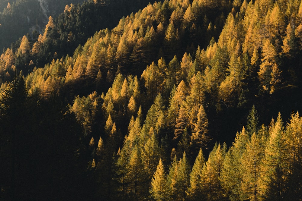 a forest filled with lots of tall trees