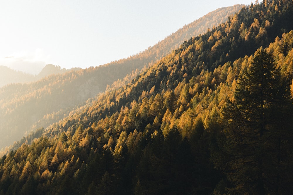 a mountain covered in lots of trees next to a forest