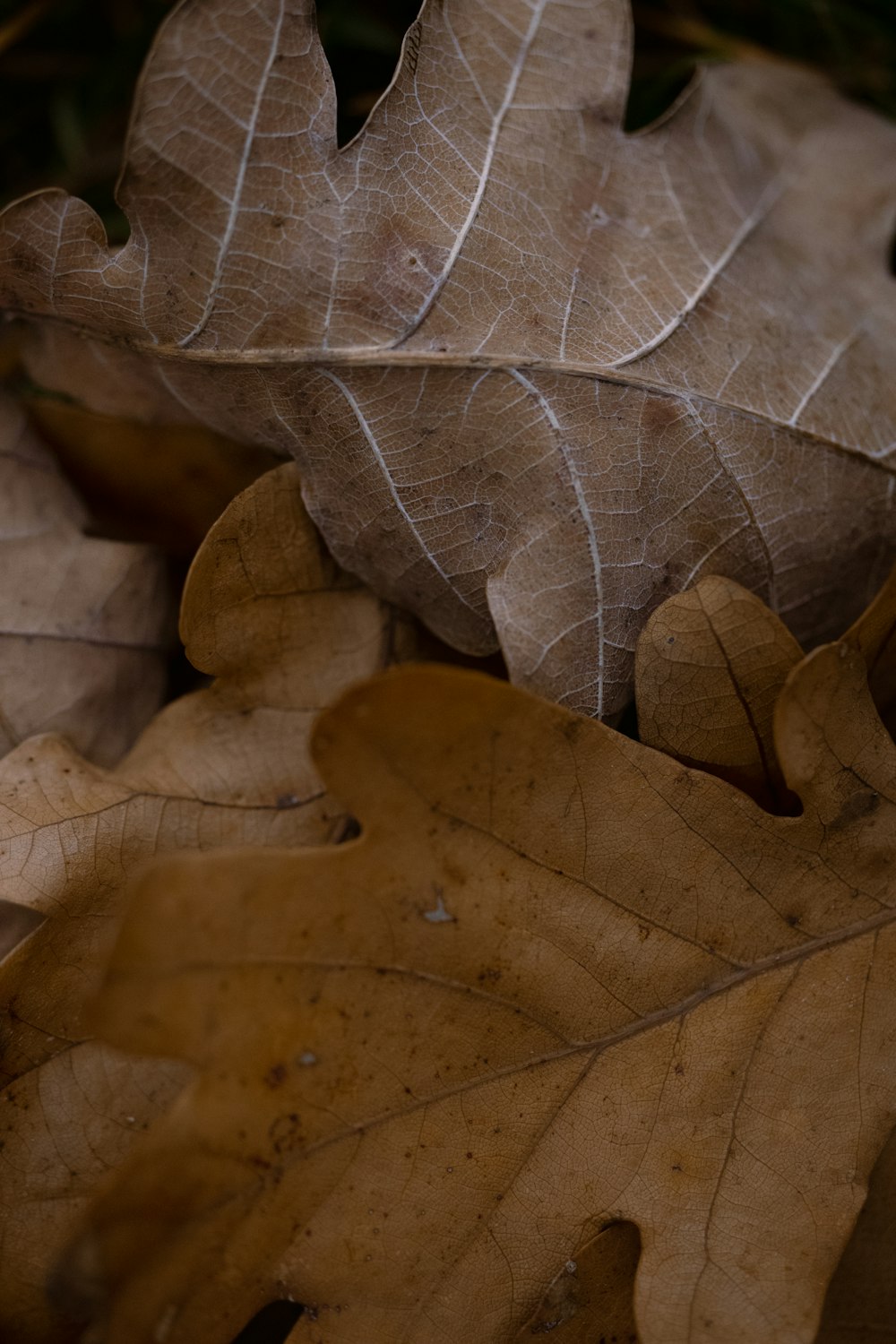 a couple of leaves that are laying on the ground