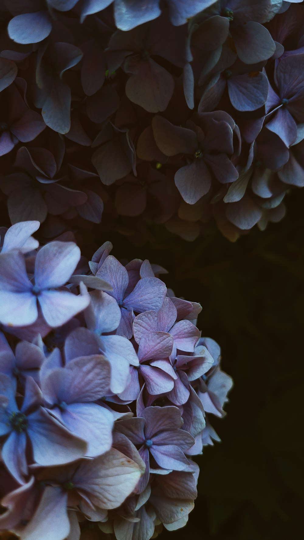 a close up of a bunch of purple flowers