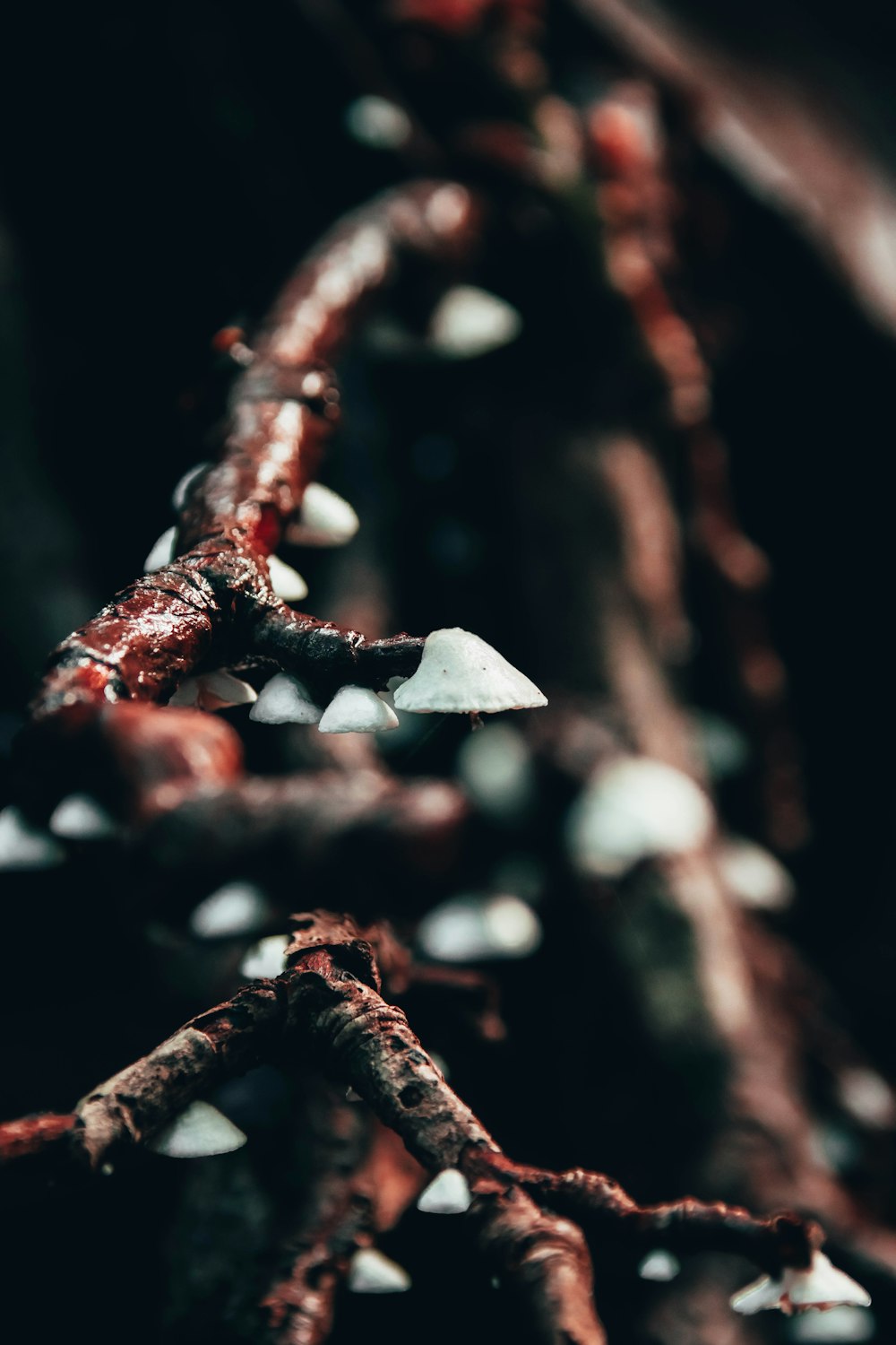 a close up of a tree branch with many small leaves