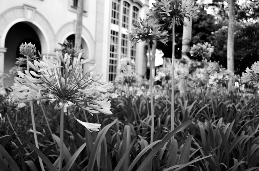 a black and white photo of a flower garden