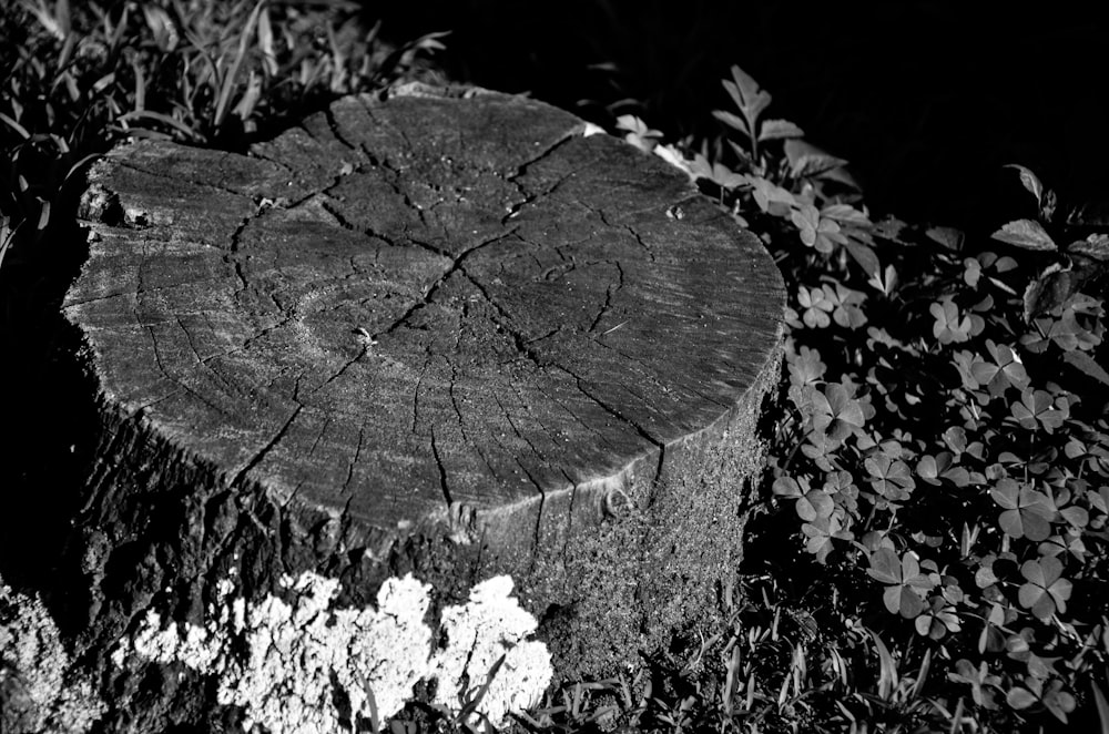 black and white photograph of a tree stump
