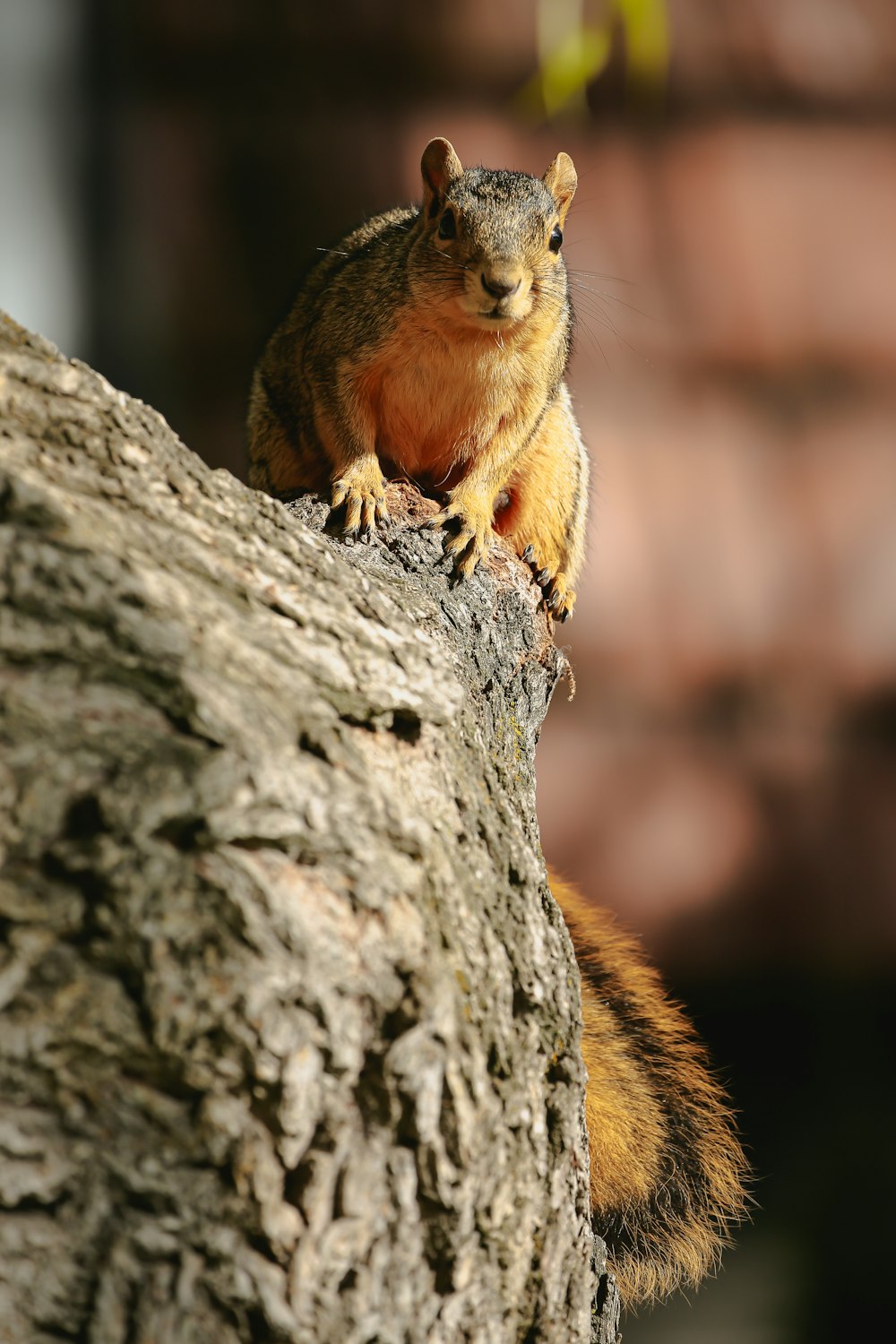 a squirrel is sitting on a tree branch