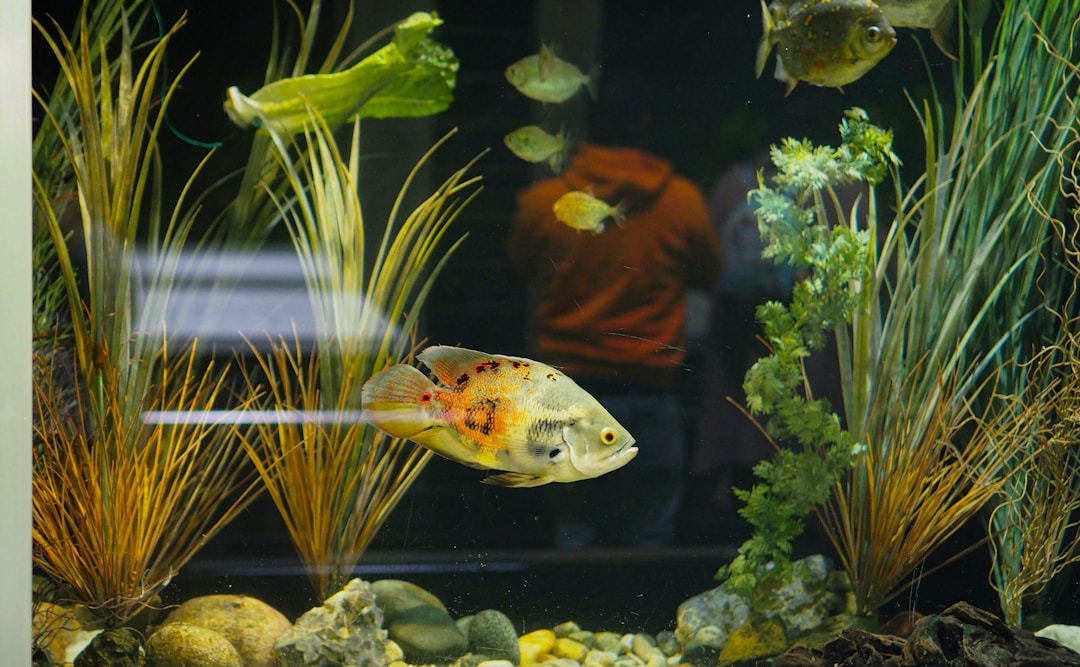 A clean aquarium setup with plants and fish